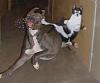     

:	cat_dog_fight_jpg.jpg‏
:	64
:	31.2 
:	20612